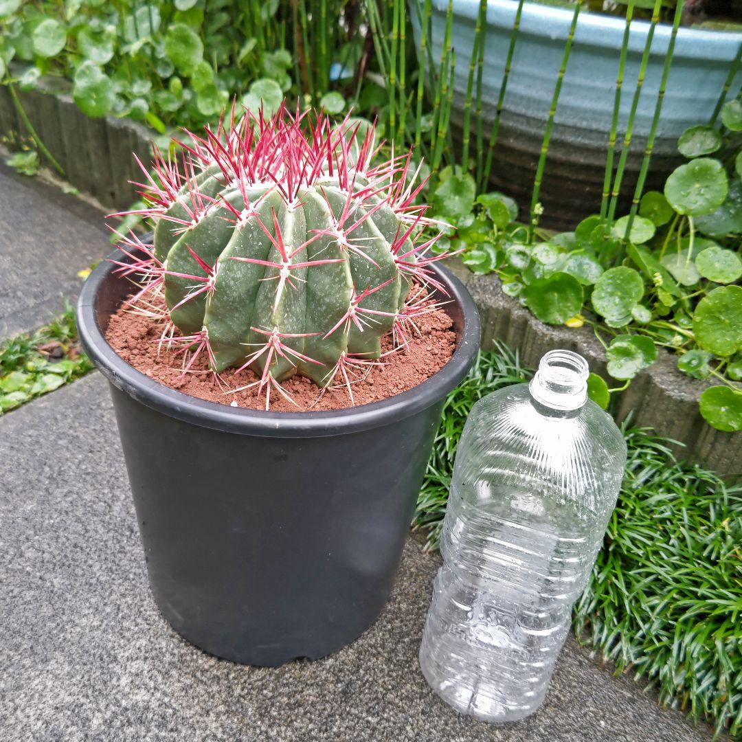 サボテン フェロカクタス 赤鳳 セキホウ 8号 ロックガーデン 観葉植物