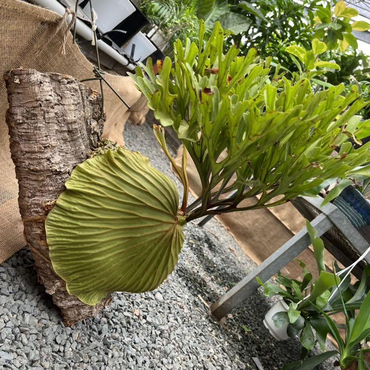 ビカクシダ リドレイ - www.hermosa.co.jp ビカクシダ リドレイ - www.hermosa.co.jp