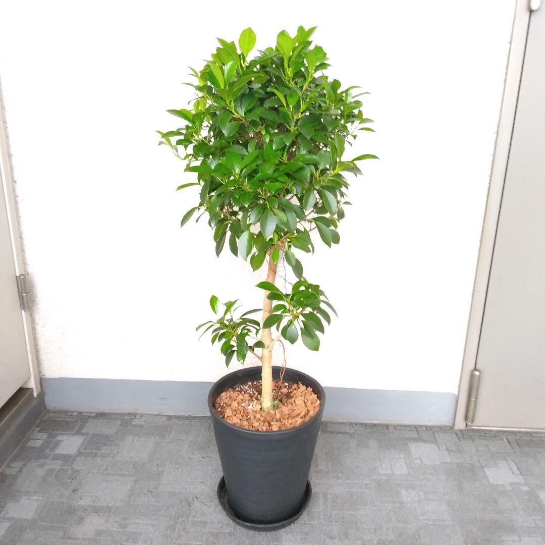 タイサンボク 斑入り 6号鉢つき モンステラ その他観葉植物