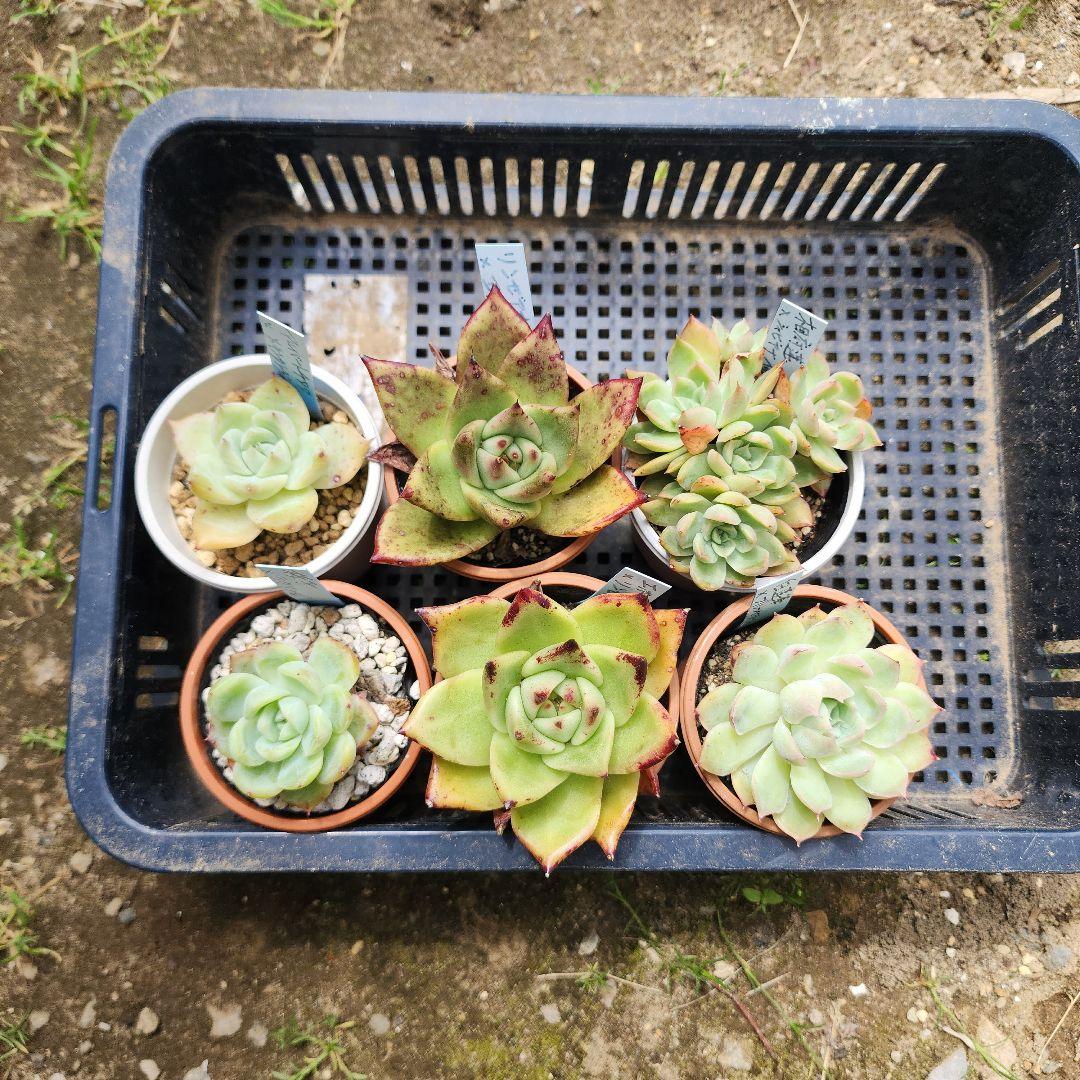 多肉植物