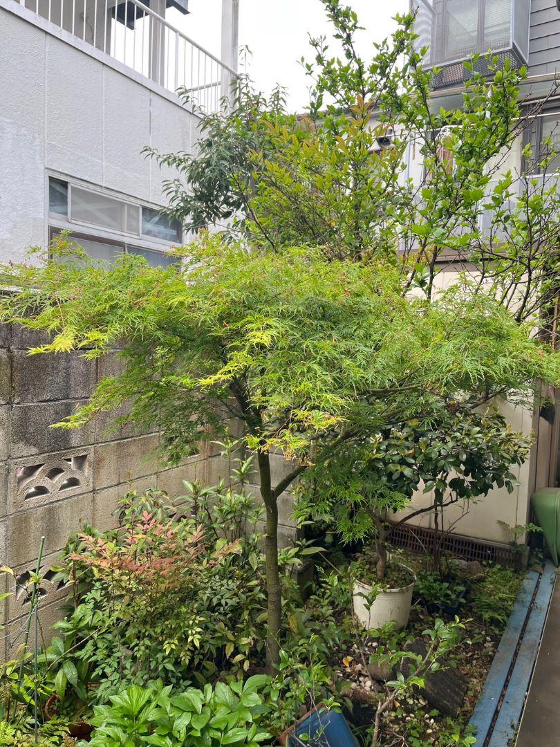 もみじ　かえで　植木　ガーデニング　直接取引　コンビニで