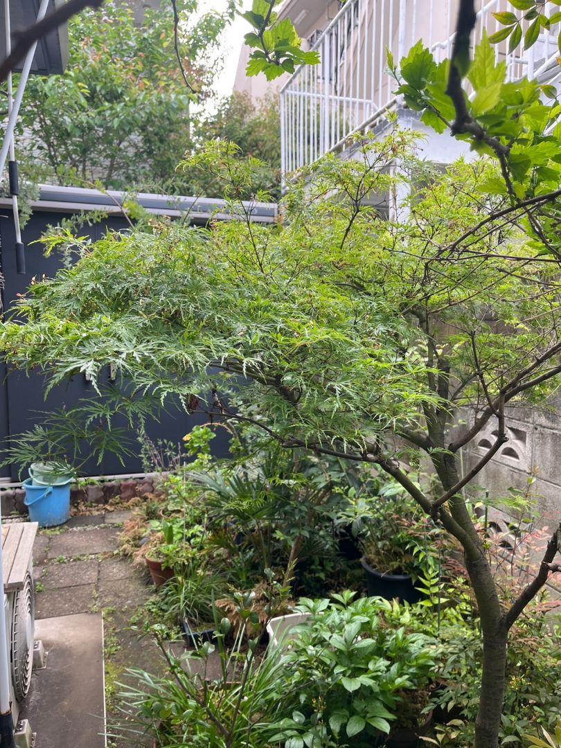 もみじ　かえで　植木　ガーデニング　直接取引　コンビニで
