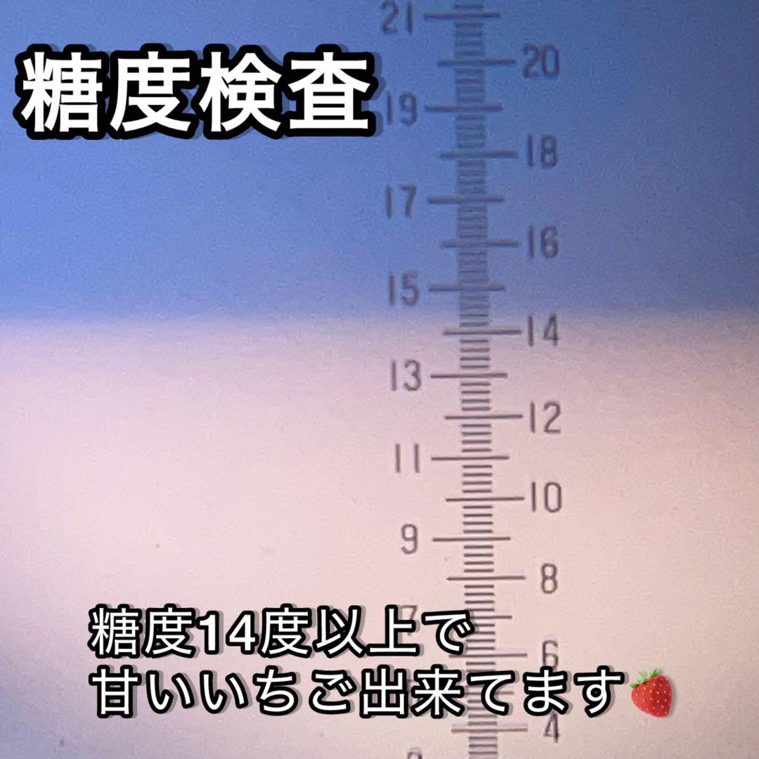 A品　朝採れ　新鮮　いちご　とちあいか　減農薬　モリンガ　カカオ　2箱