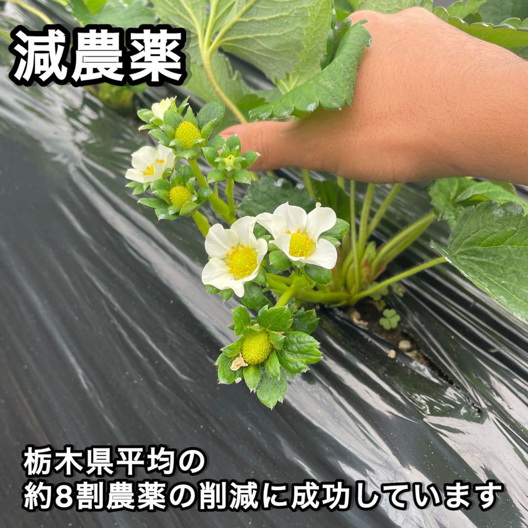 A品　朝採れ　新鮮　いちご　とちあいか　減農薬　モリンガ　カカオ　2箱