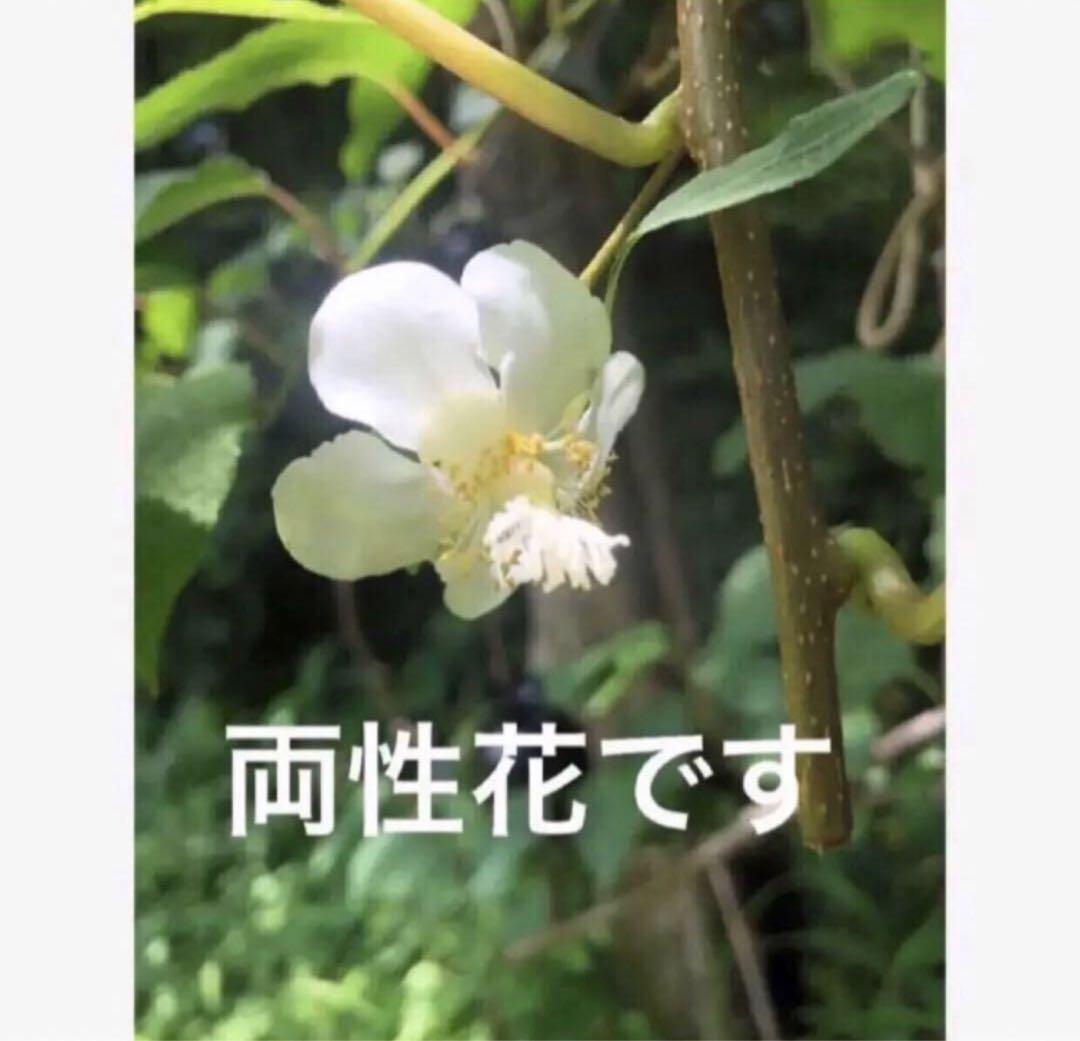 マタタビ　挿し木苗　チビ苗ポットごと　２本入り× 35＋おまけ5セット￼ マタタビ 挿し木苗 チビ苗ポットごと 2本入り× 35＋おまけ5