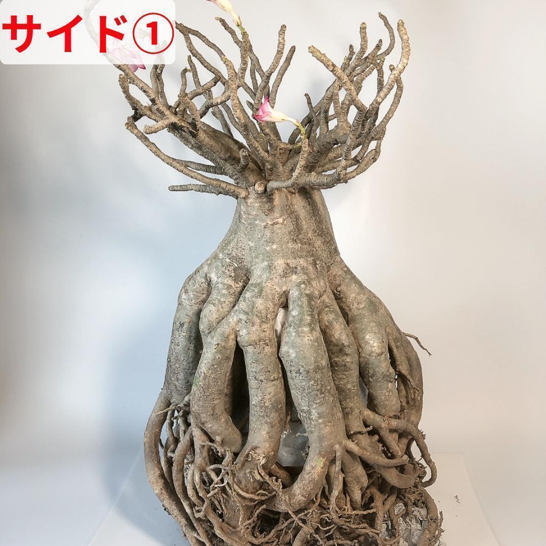 PA43-2　御神木サイズ！　アデニウム　アラビカム　たこ足　美形　コーデックス