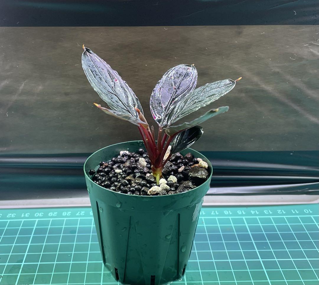 ブセファランドラ  Dark Afika Yahoo!オークション - 1円出品 Bucephalandra sp. Dark Africa