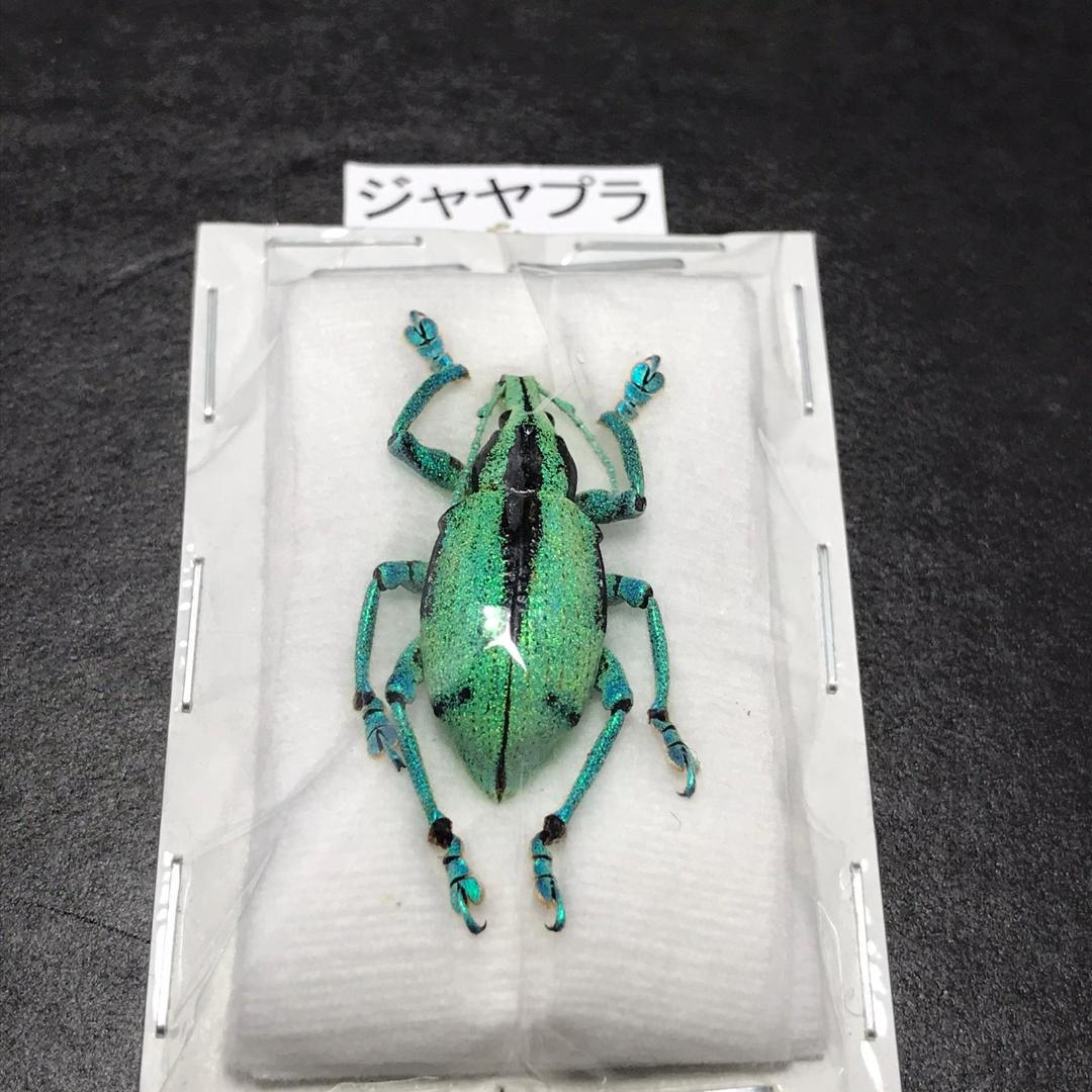 タイムセール 半額 S24 昆虫 標本 プラシヌスホウセキゾウムシ 標本用品
