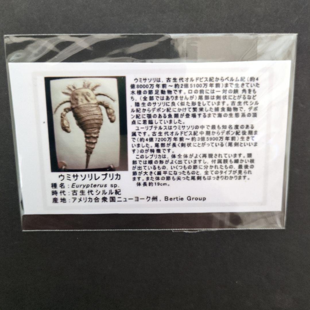 ユーリプテルス (Eurypterus)ウミサソリ化石 レプリカ標本教材
