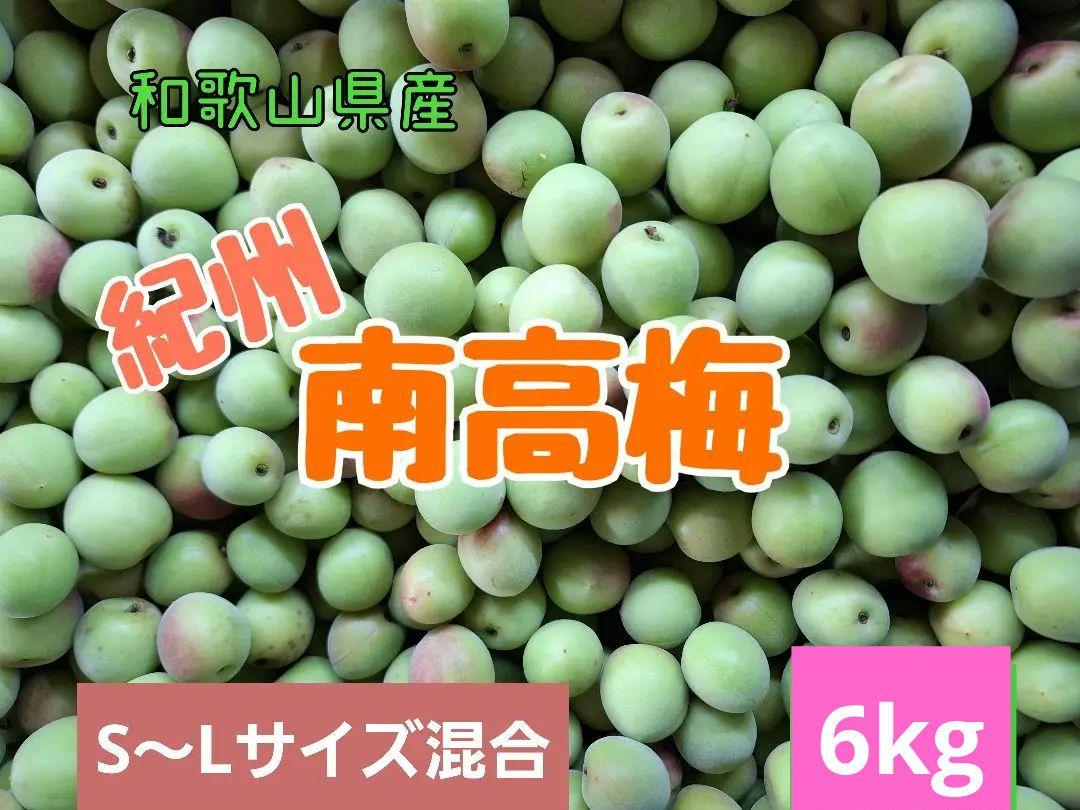和歌山県産　紀州南高梅‼️10kg　家庭用サイズ混合‼️みかんキング