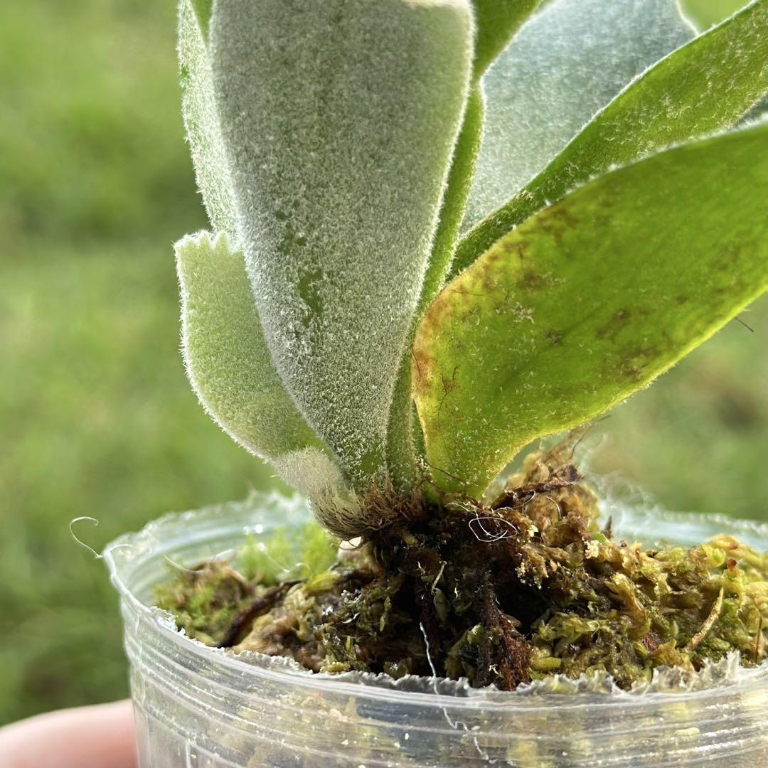 P.willinckii ’Jade Girl’ spore 1608