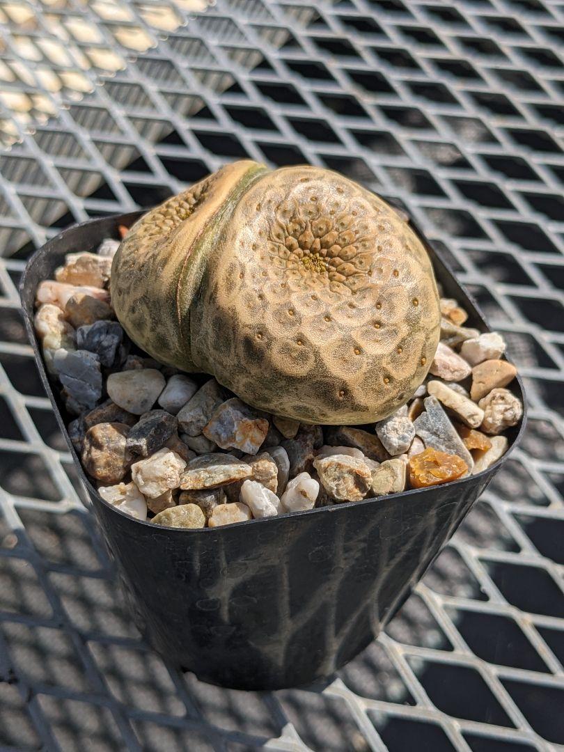 ユーフォルビア ツルビニフォルミス② サボテン 多肉植物 コーデックス ユーフォルビア ツルビニフォルミス ② サボテン 多肉植物