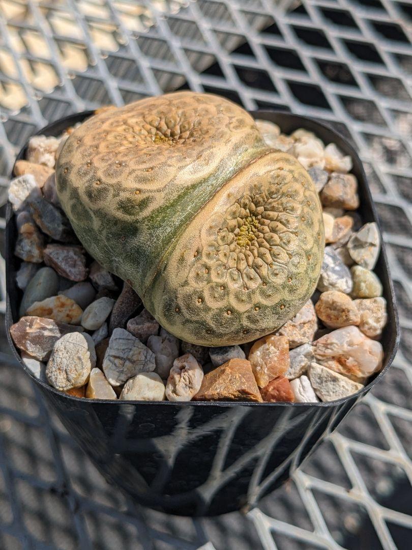 ユーフォルビア ツルビニフォルミス 分頭 サボテン 多肉植物