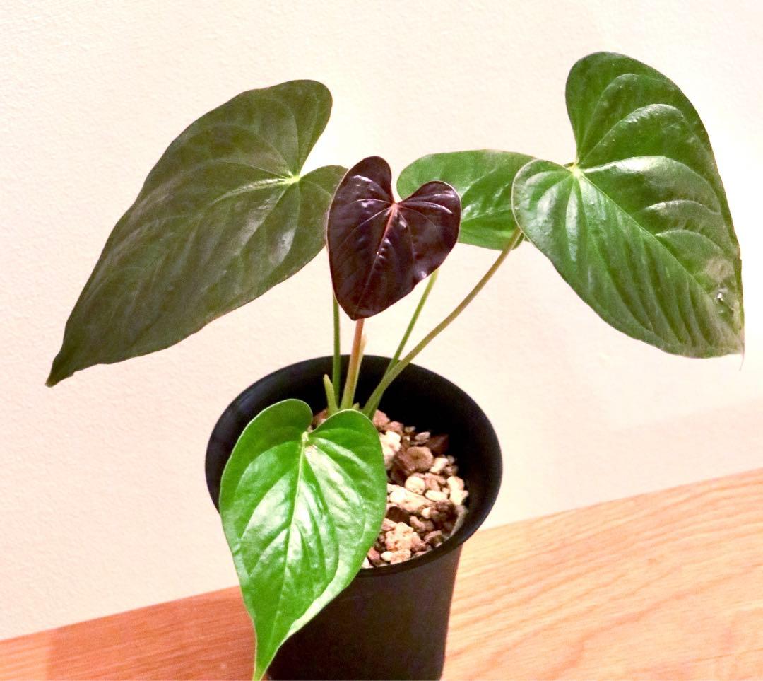 お気に入り】 ロムズレッド アンスリウム アロイド CHAMBERLAINII