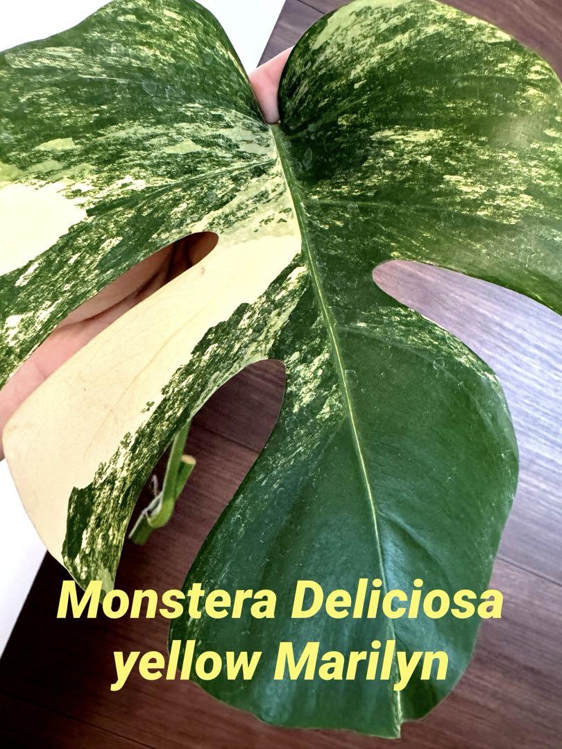 品質検査済 Monstera メルカリ - 極斑入り大葉 Marilyn yellow Deliciosa モンステラ・ポトス