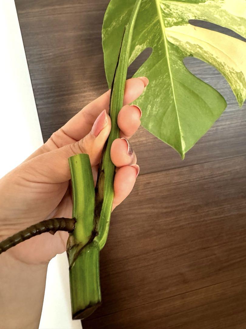 Monstera Deliciosa yellow Marilyn 極斑入り大葉 - メルカリ