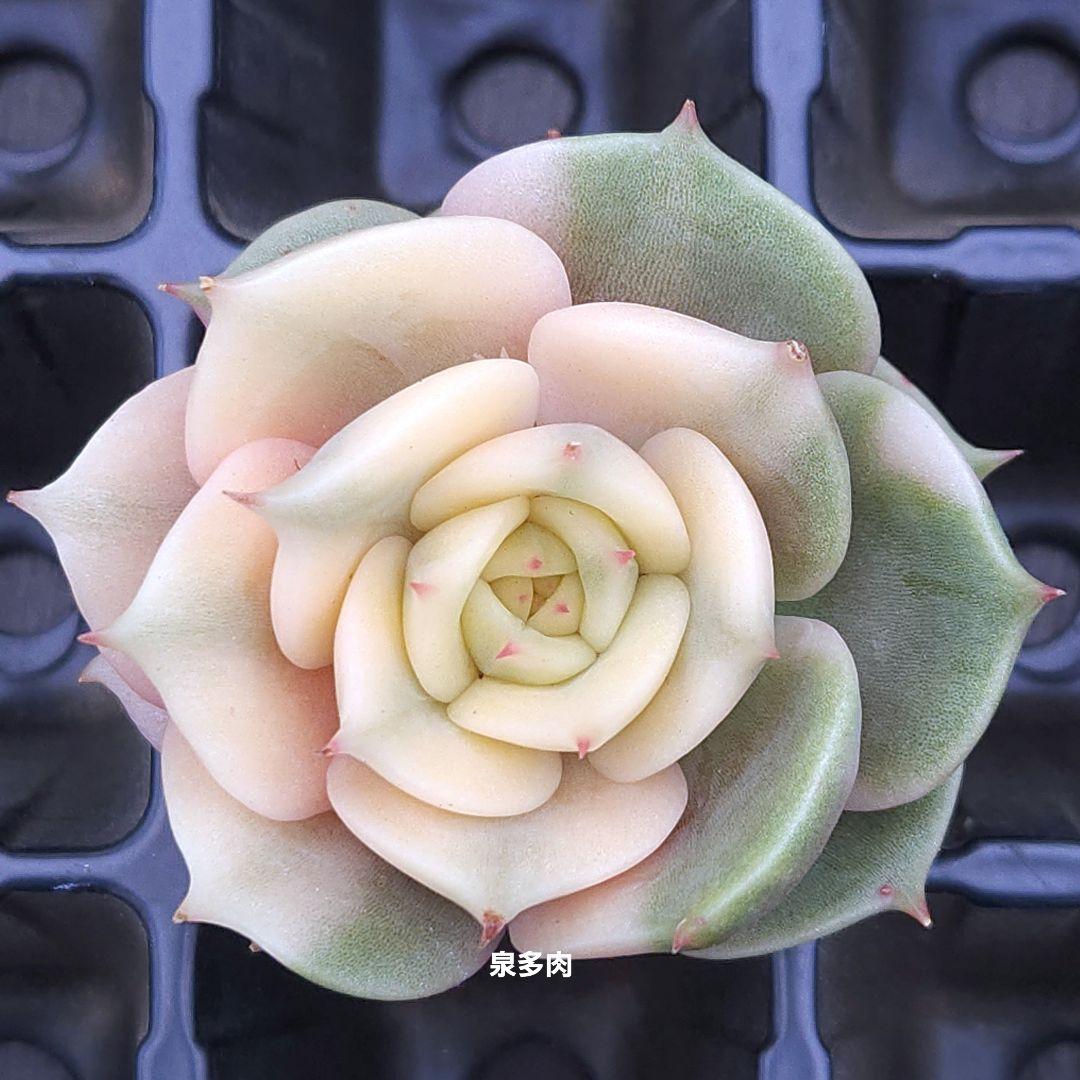25 サファイア錦　良質　輸入苗　多肉植物