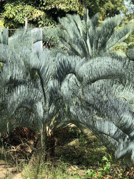 新作揃え
サイカス Cycas カイルンシアナ バルブ6㎝ caimsiana 植物/観葉植物 新作揃え
サイカス Cycas カイルンシアナ バルブ6㎝ caimsiana 植物/観葉植物