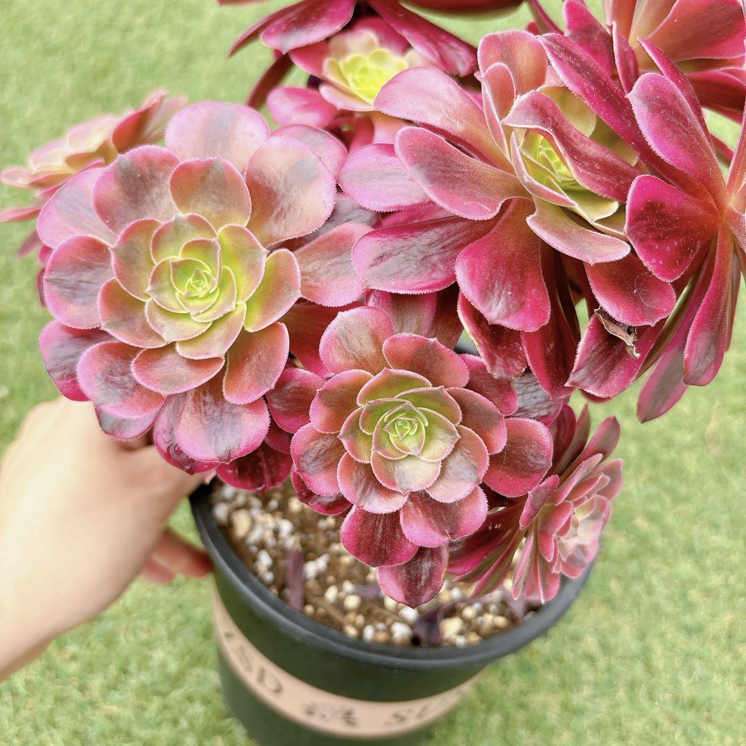 多肉植物 アエオニウム アエオニウム属 メデューサ 群生 鉢の 多肉植物 アエオニウム アエオニウム属 メデューサ 群生 鉢の