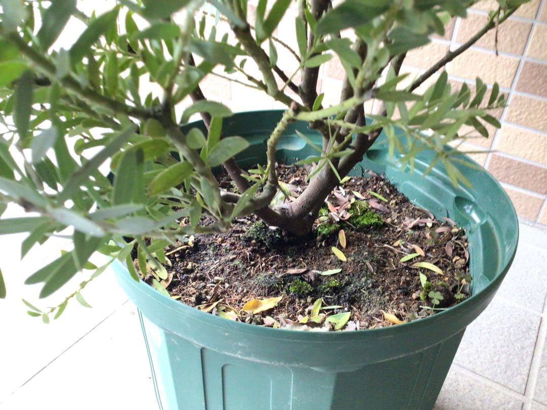 今期最後の の1鉢になりました 棚橋農園の特大アカシア ブルーブッシュ10号鉢目立った傷や汚れなし YUZUMIYA_COM