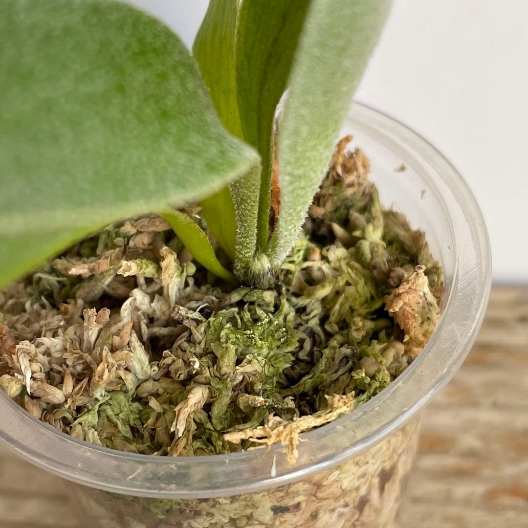 ビカクシダ ホワイトホーク胞子培養苗 P.White hawk spore 3 | www