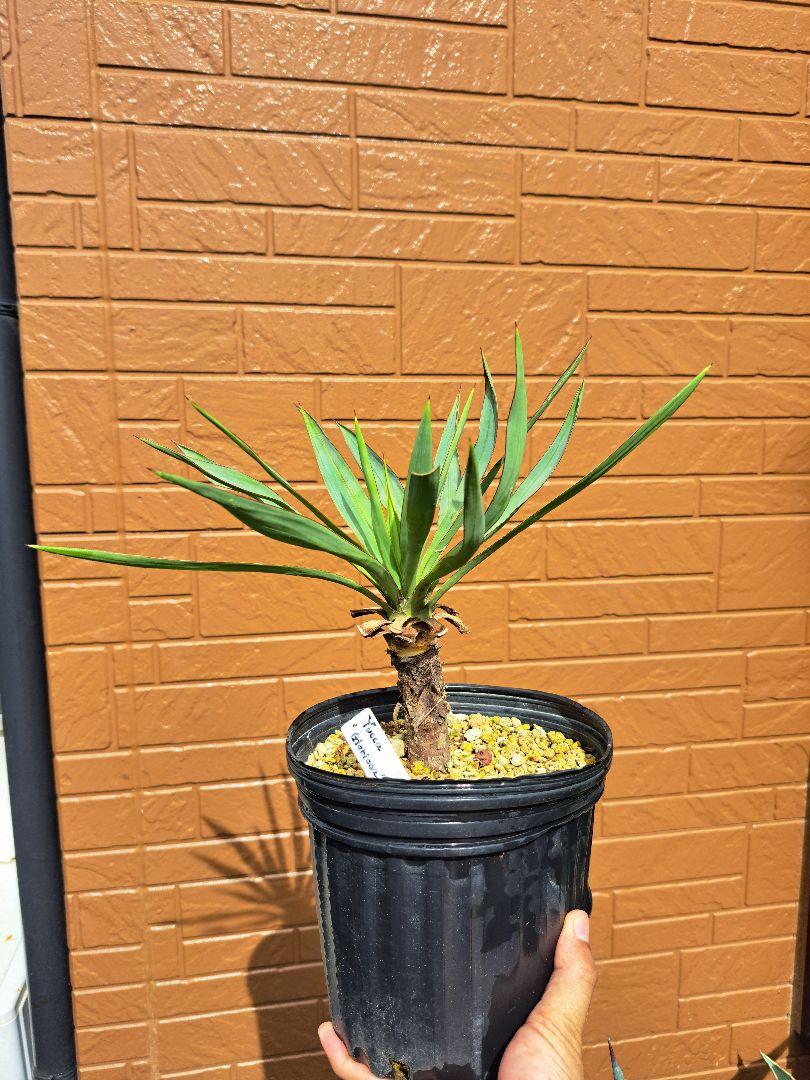 観葉植物 ユッカ・グロリオーサ バリエガータ 【観葉植物 5号鉢