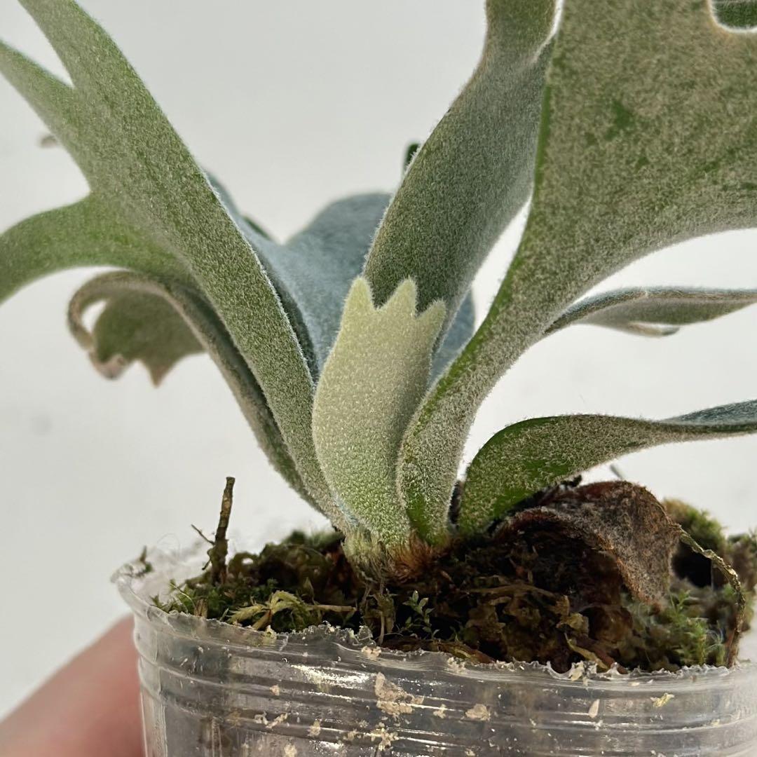 P. willinckii ’Bacteria’ spore 1208