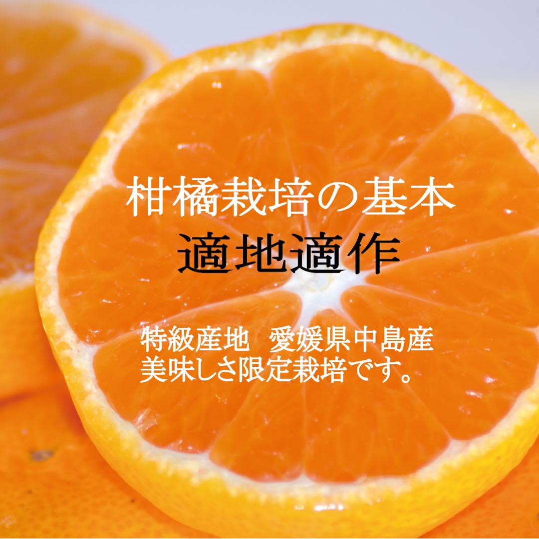 レッドスター