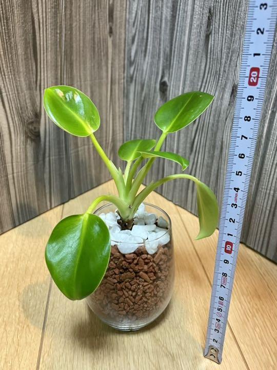 フィロデンドロン 観葉植物 ハイドロカルチャー セラミス メルカリ フィロデンドロン 観葉植物 ハイドロカルチャー セラミス メルカリ