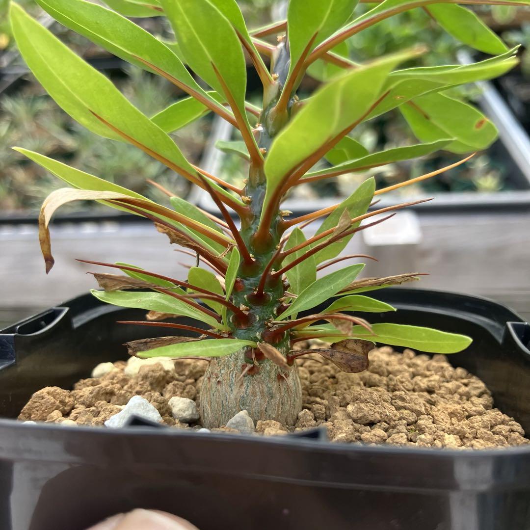 フォークイエリア プルプシー 実生 コーデックス 塊根植物