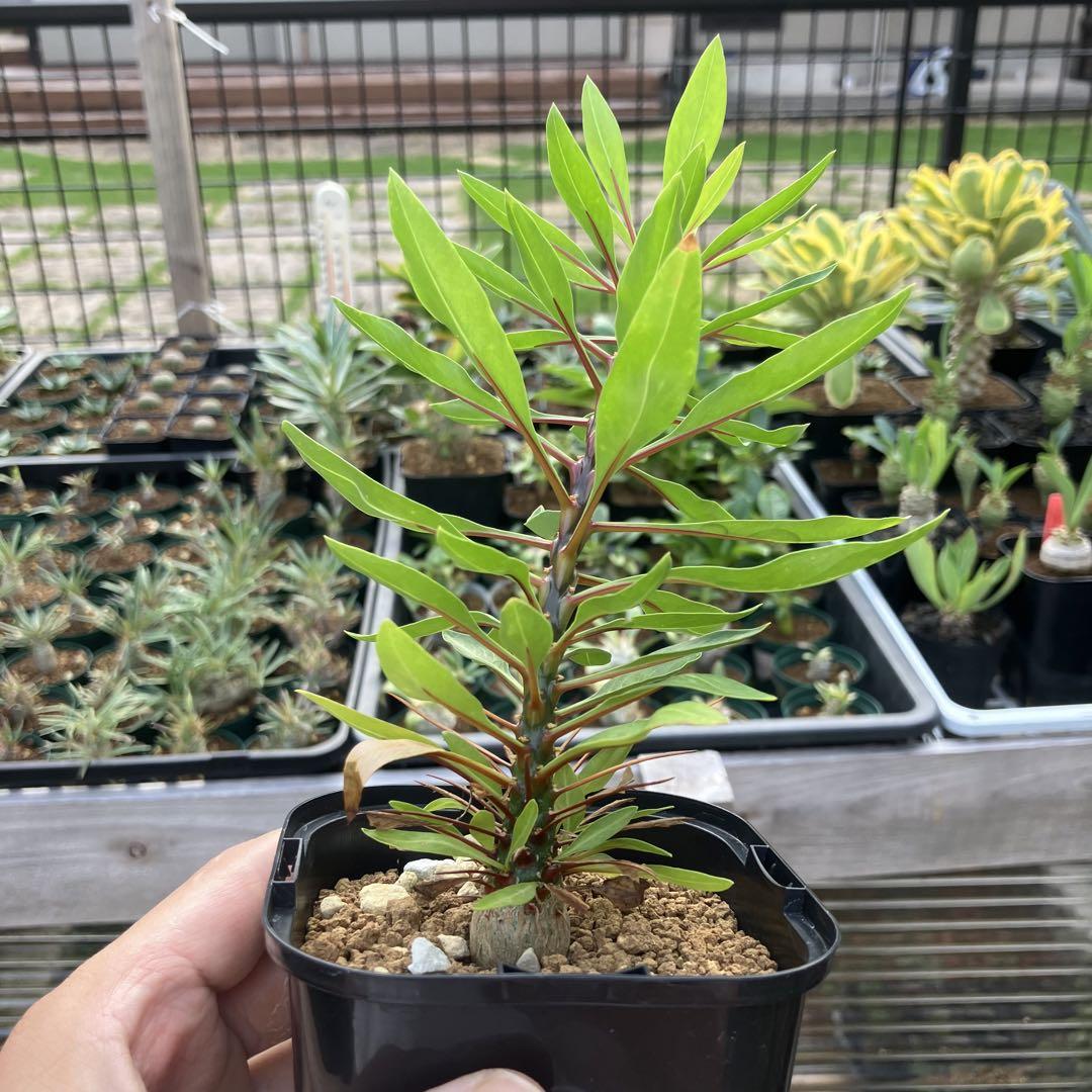 フォークイエリア プルプシー 実生 コーデックス 塊根植物