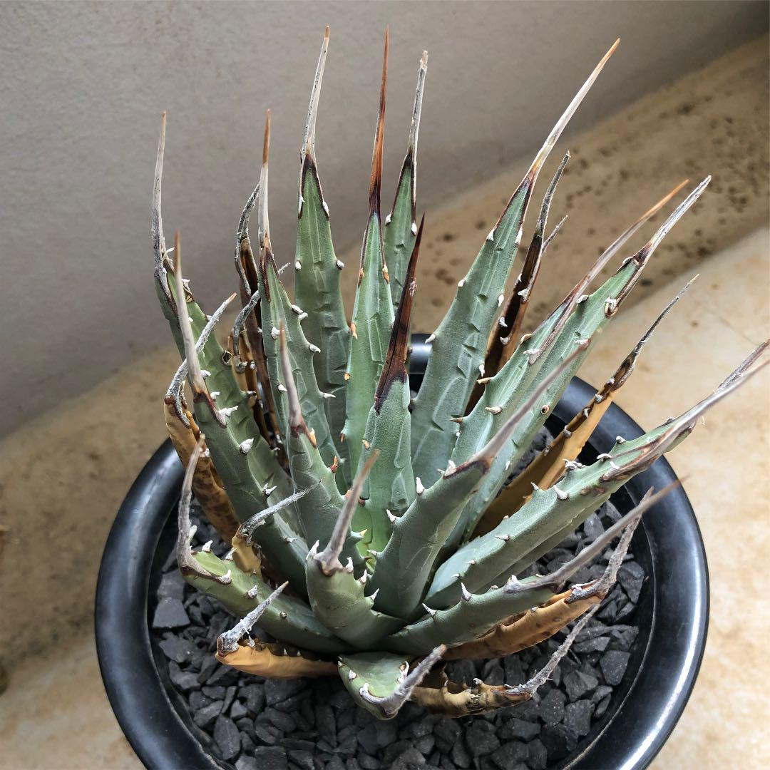 agave utaensis var.eborispina（var.陽炎type）※現地球