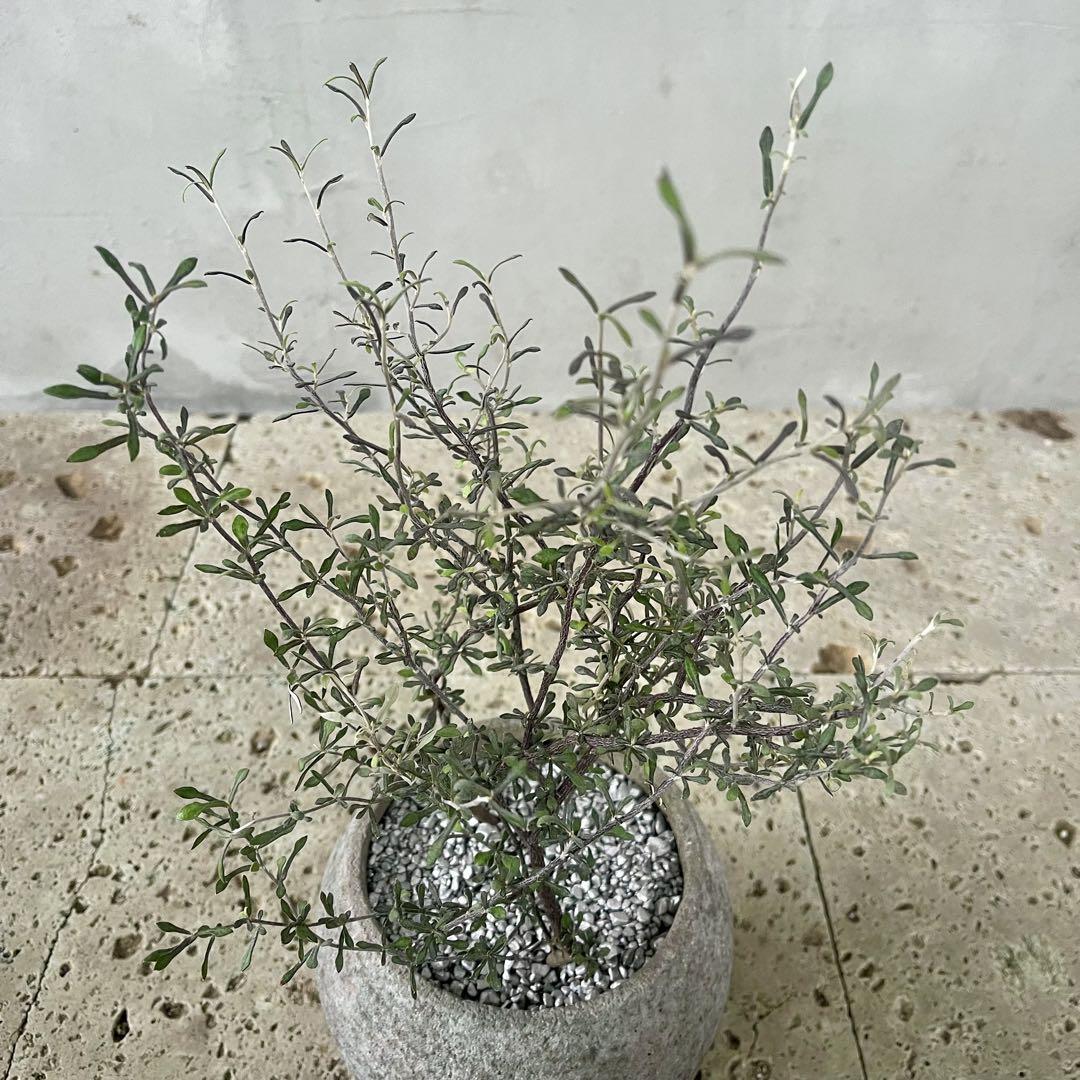 観葉植物　コロキア　コトネアスター　アンティーク調　陶器鉢　植え込み発送