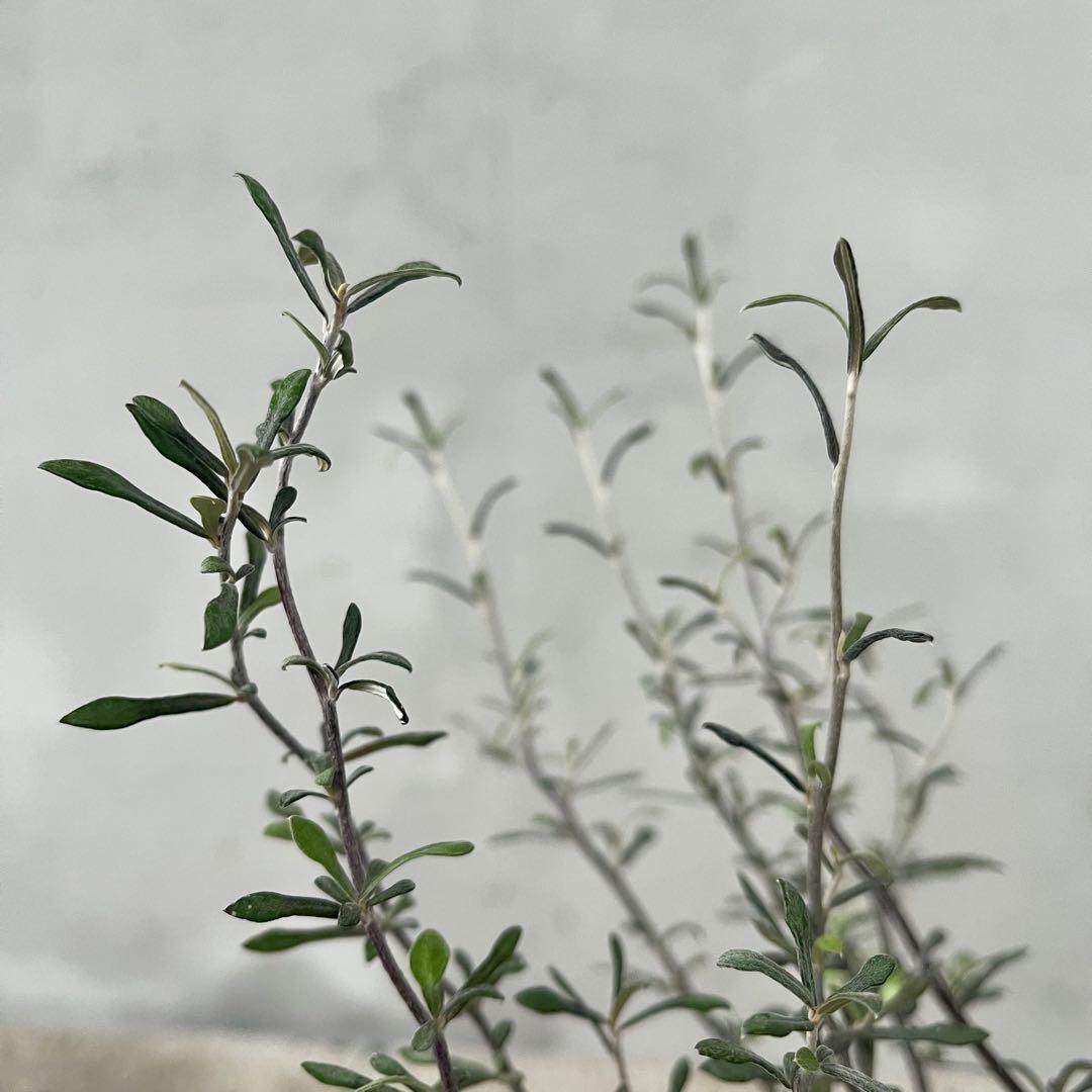 観葉植物　コロキア　コトネアスター　アンティーク調　陶器鉢　植え込み発送