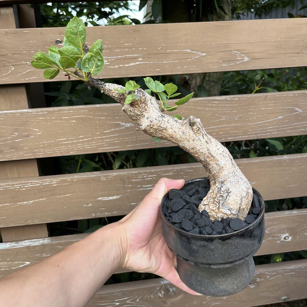 発根済　コミフォラ・カタフ ターカネンシス 現地球　塊根植物　多肉植物　観葉植物