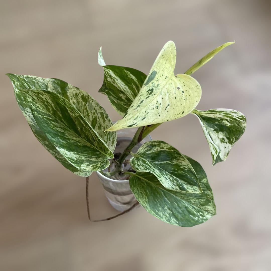 特売 ポトス メルカリ - 苗のみ 抜き苗 斑入り マーブルクイーン 花・観葉植物