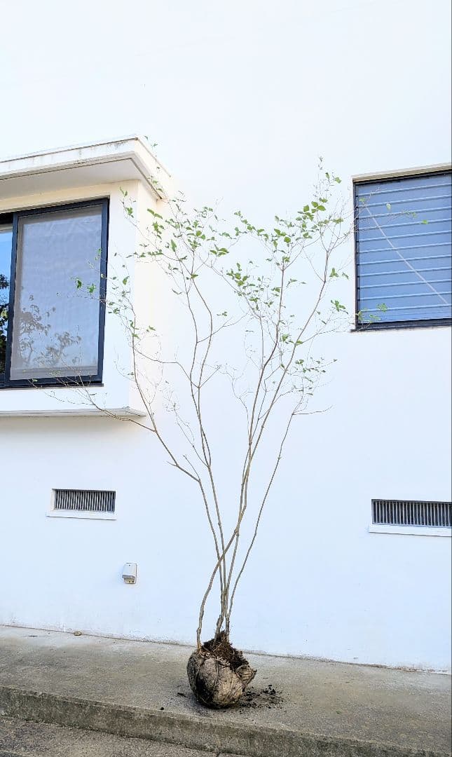 唯一 特大の天然ミツバツツジ