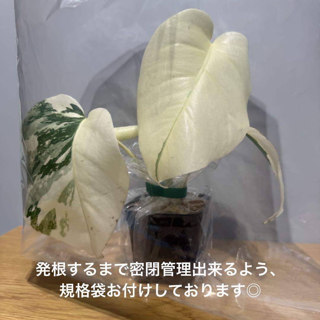 Y22 斑入りモンステラ ボルシギアナ ホワイトタイガー ハーフ