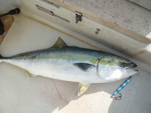 ブリ、ヒラマサ釣るなら！【ケイムラホログラムジグ250g3種