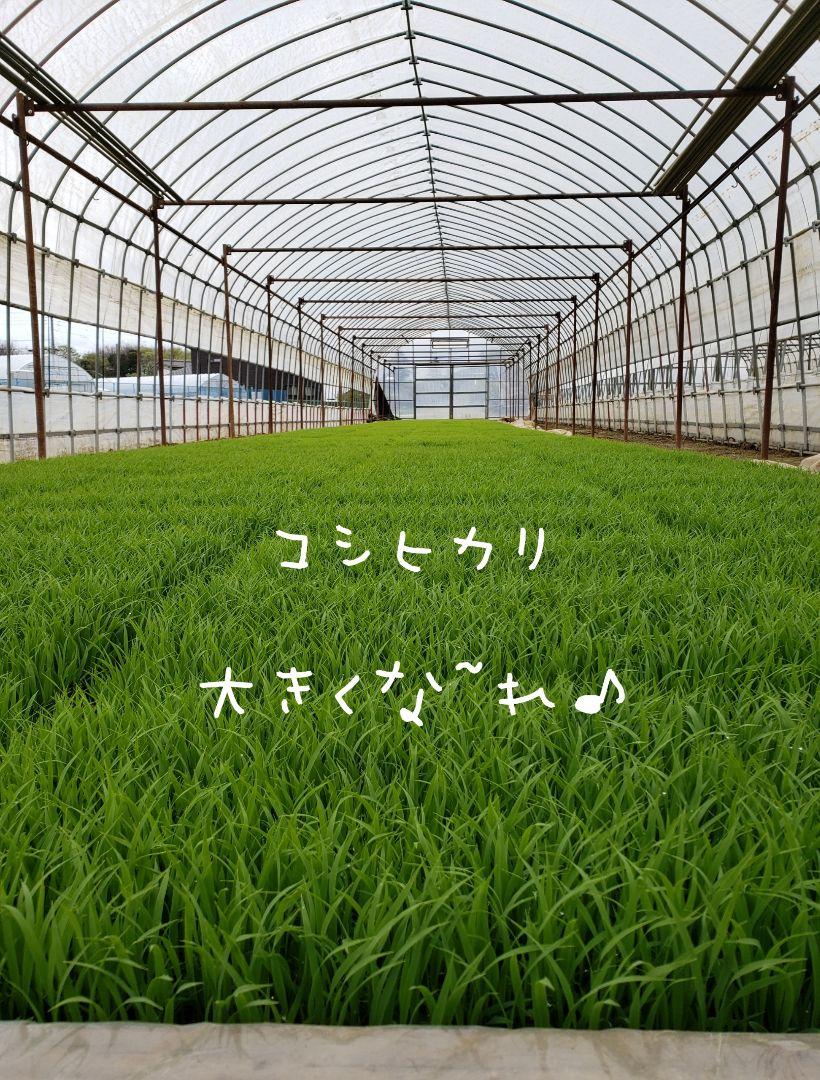 玄米　コシヒカリ　30kg　特別栽培米　茨城県産　関東圏のみ
