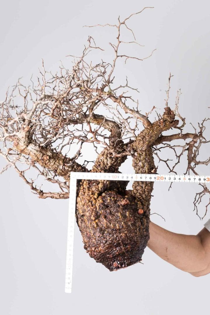 LP88 オペルクリカリア