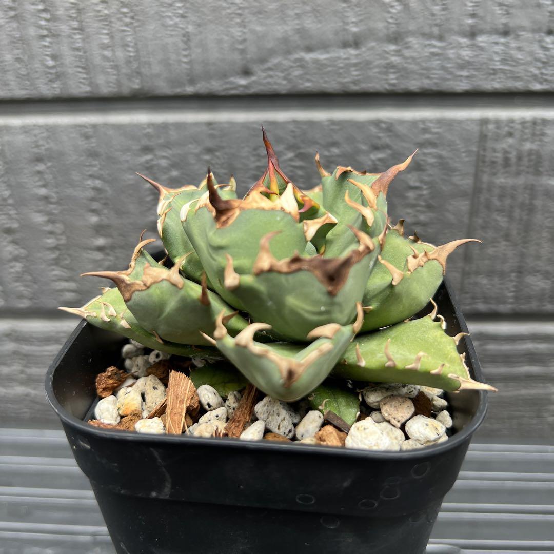 姫厳竜 コンパクタ アガベ 鉢付き② アガベ チタノタ 姫巌竜 肉厚 良型 Agave Titanota 'Dwarf