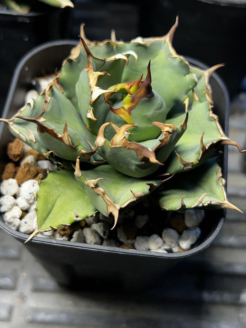 姫厳竜 コンパクタ アガベ 鉢付き② Agave Titanota Compacta】 ほぼ姫厳竜にしか見えないアガベ
