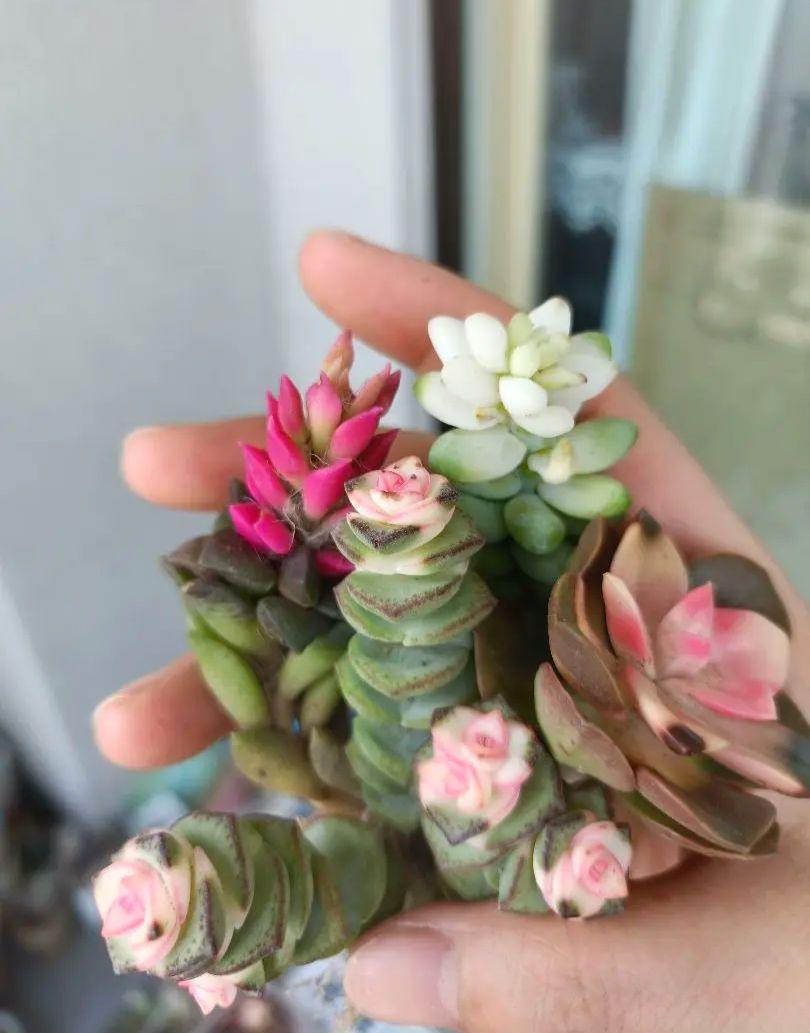 多肉植物 雪花玉ペンダントエルサ姫 銭串錦 吹雪の松 抜き苗と