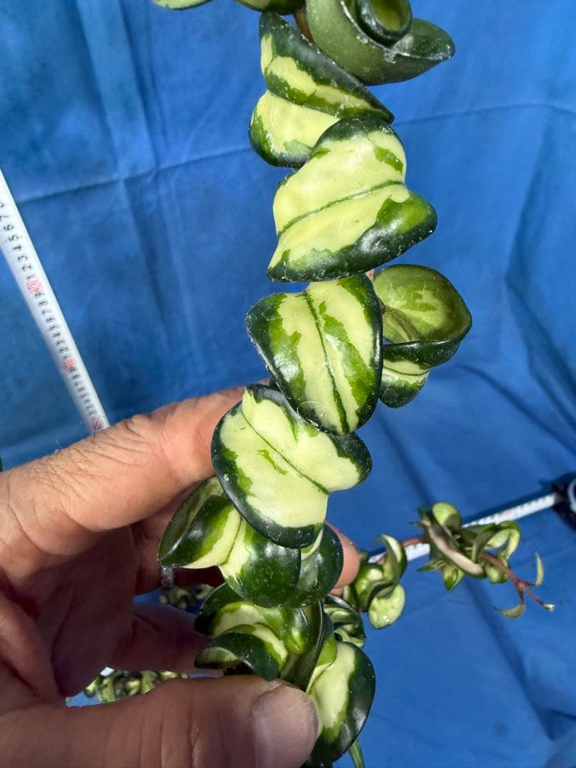 804 中斑入り ホヤ カルノーサ コンパクタ バリエガタ Hoya