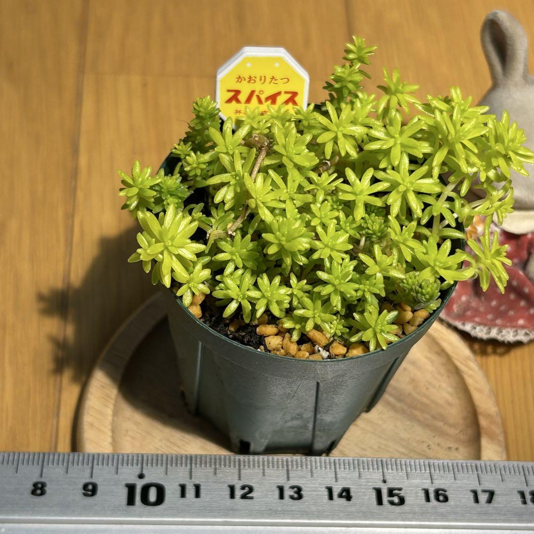 多肉植物　黄金細葉万年草　抜き苗　根付き　スパイス