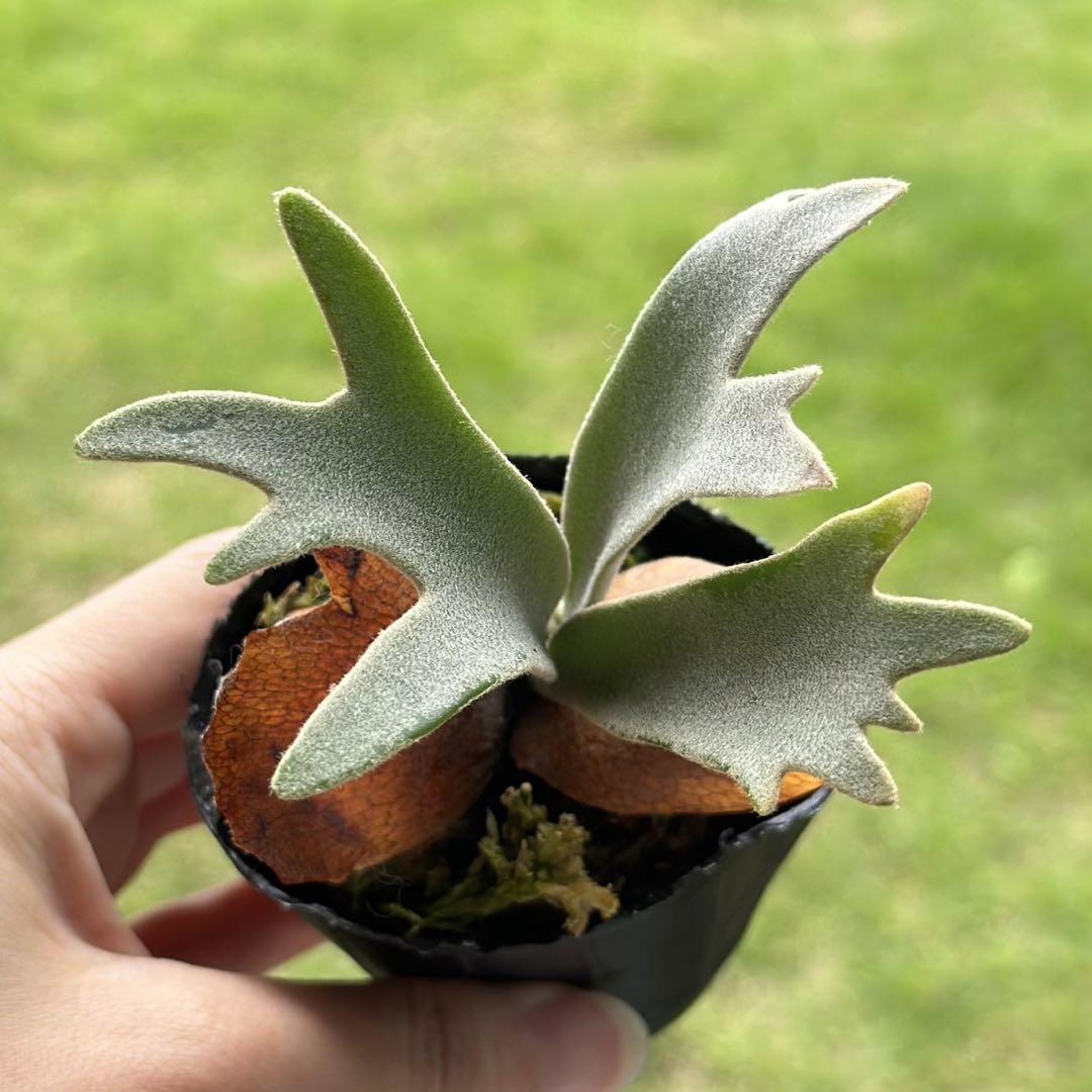 P. willinckii ’Jenny’ TC 1614