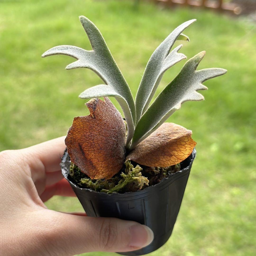 P. willinckii ’Jenny’ TC 1614