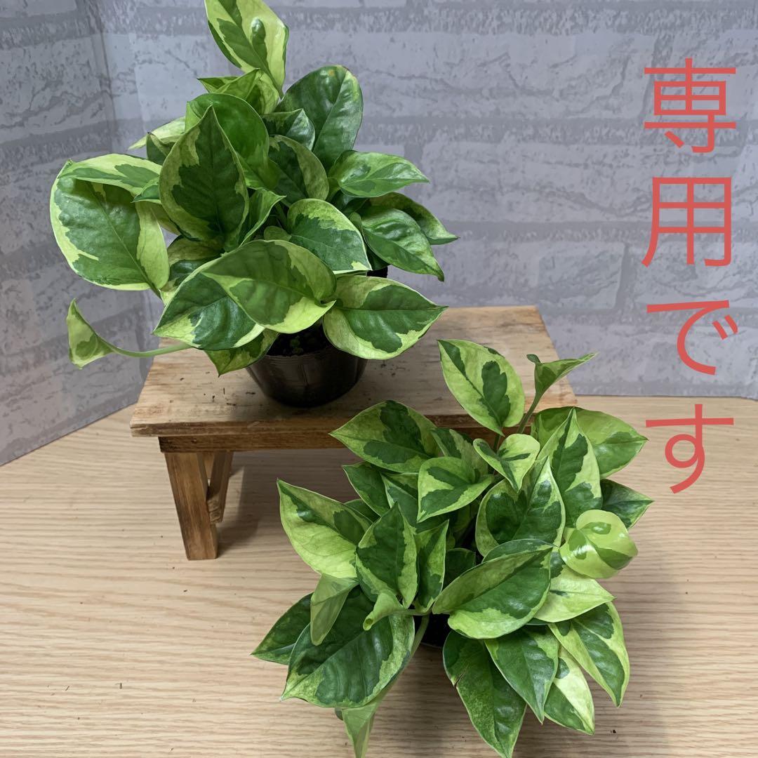 ☘観葉植物☘ポトス エメラルド ①⑤⑦⑧