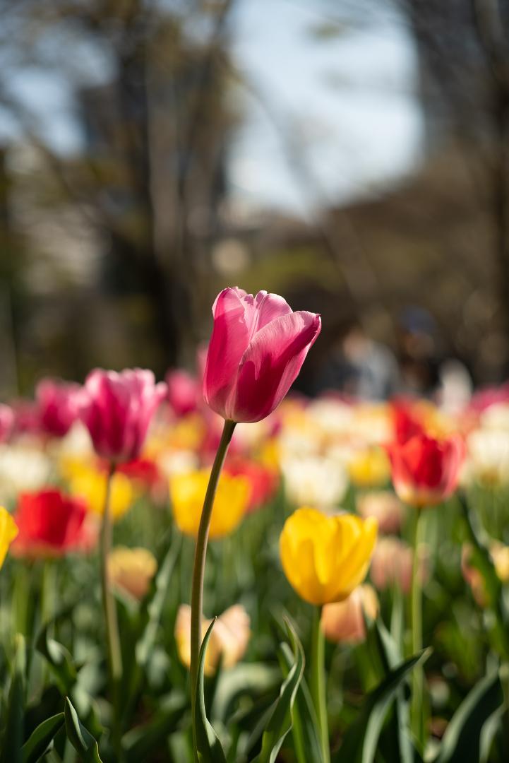 OH済み！程よくオールド！Leica SUMMICRON 2nd 50mm F2